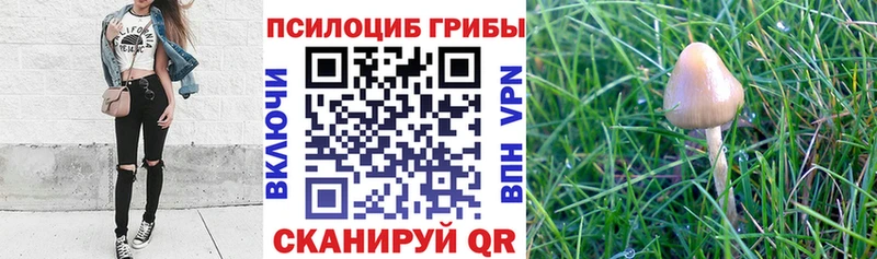 Псилоцибиновые грибы Magic Shrooms  Иркутск 